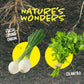 "Down to Earth" 🌱 Root Viewer Science Garden Kit by Dan&Darci